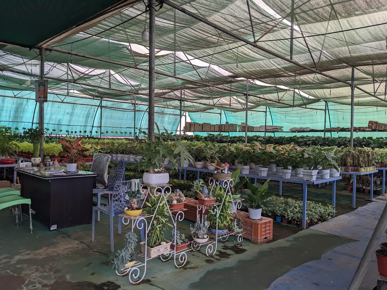Indoor Plants